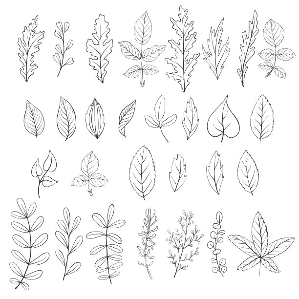 叶，复古向量花卉集图片下载
