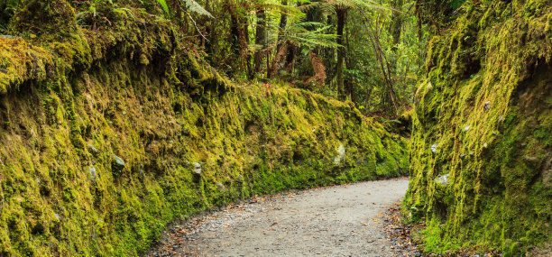 新西兰南岛马锡森湖的绿苔通道、地衣步道图片下载