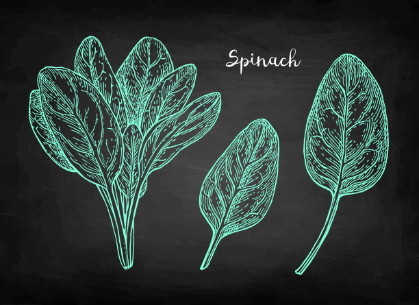 菠菜的粉笔素描。图片下载