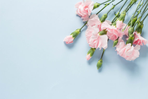 康乃馨照片素材ID：315003930