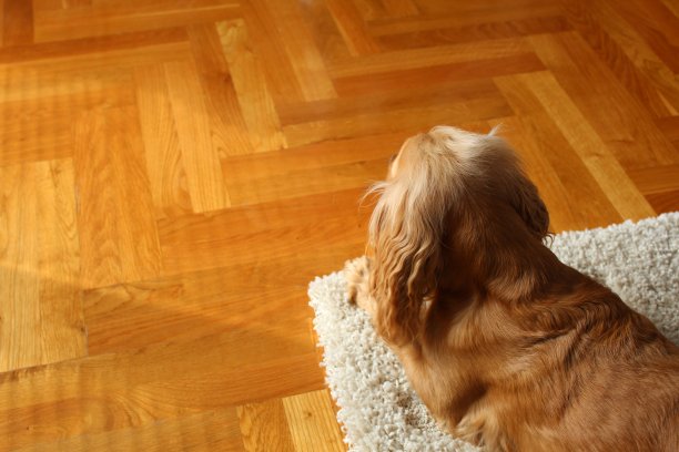 可卡犬。图片下载