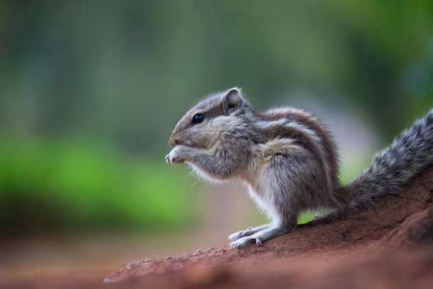 花栗鼠图片下载