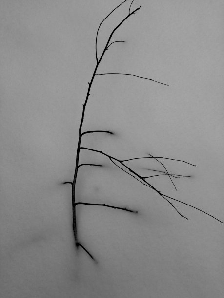 冻僵的树枝在雪地里图片下载