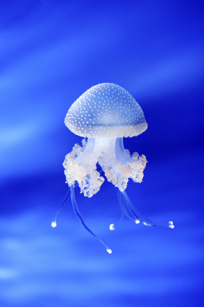 意大利热那亚水族馆中的水母素材图片