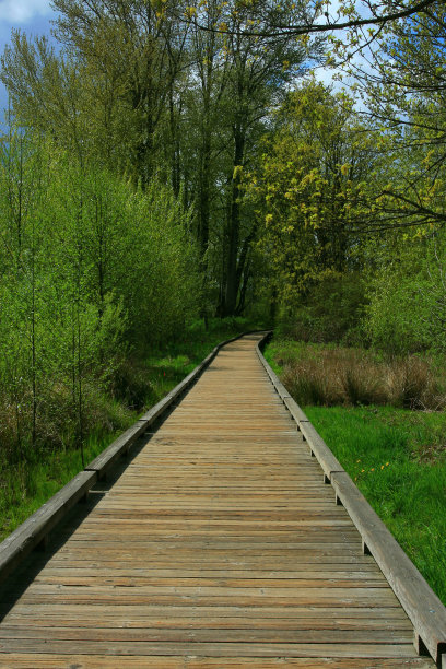 太平洋西北森林木板路图片下载