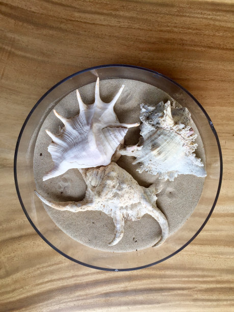 海贝壳图片下载