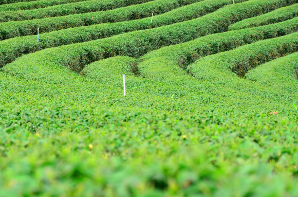 鲜绿茶种植园在泰国清莱，农业和景观概念，选择性的重点图片下载