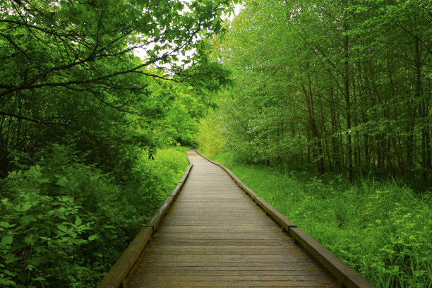 太平洋西北森林木板路图片下载