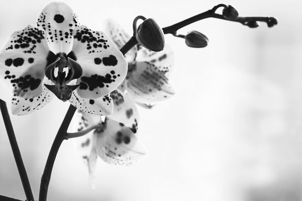 窗户上美丽的兰花花。房子里的花。Decora图片下载