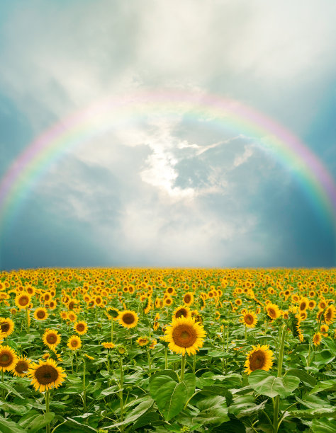 向日葵田图片下载