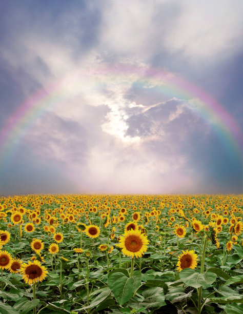 向日葵田图片下载