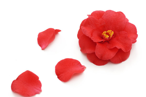 花的山茶花图片下载