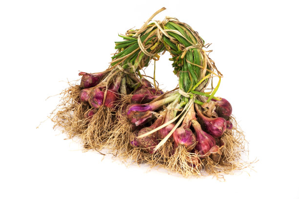 洋葱收获后图片下载