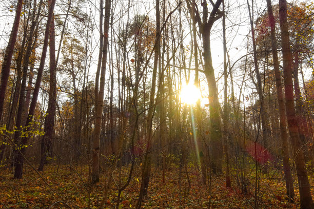 日出在美丽的秋天森林。图片下载