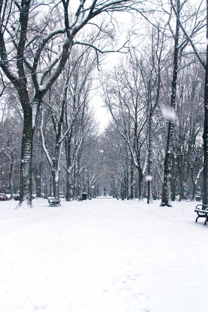 正在下雪的城市公园，波士顿图片下载