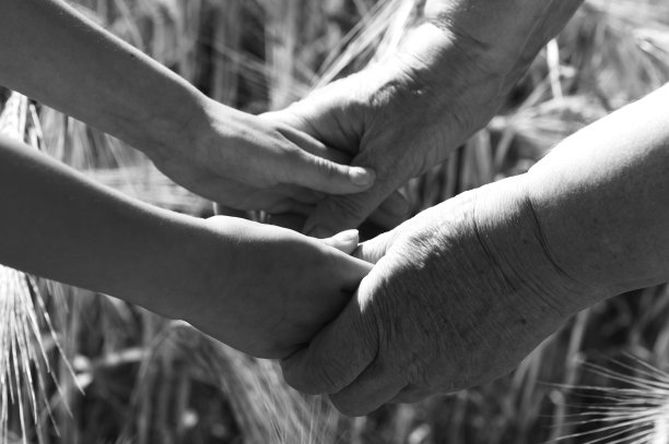 父母、妈妈牵着小孩的手在模糊的麦子背景上。信任、支持和帮助的概念。黑白滤镜图片下载