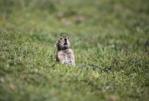 木鼠坐在青苔里图片下载
