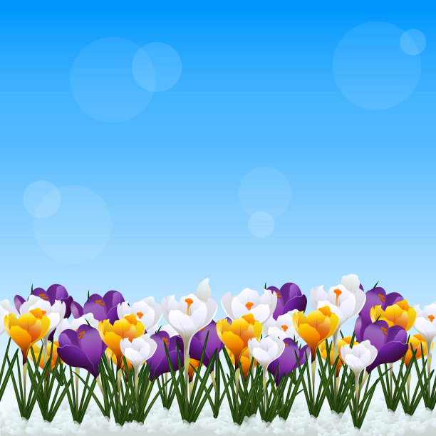 有白色和黄色的番红花的草坪图片下载