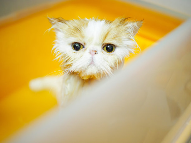 湿，害怕和不高兴的猫洗澡时，明亮的黄色眼睛，有趣的表情。图片下载