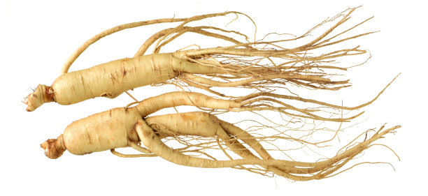 白底上的人参素材图片