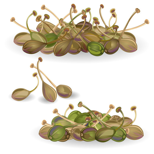 刺山柑果实。图片下载