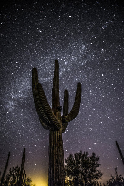 繁星闪烁的仙人掌,晚上图片下载