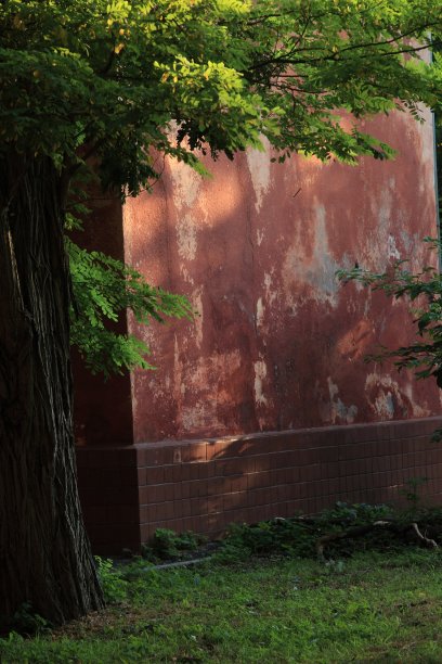 废弃的房子附近的一棵老树图片下载