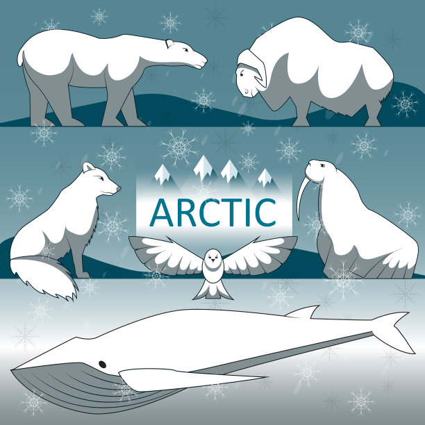 北极野生动物。图片下载