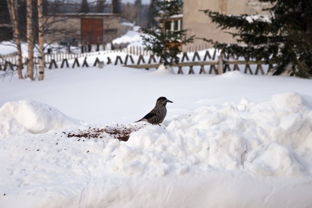 胡桃夹鸟正栖息在白雪覆盖的院子里的松子中。图片下载
