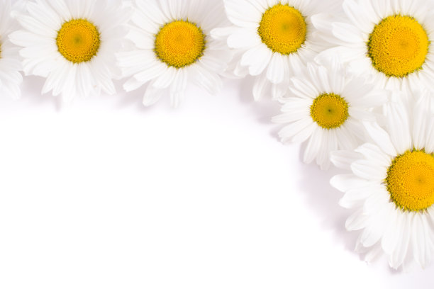 白色背景上的洋甘菊。俯视图拷贝空间。图片下载