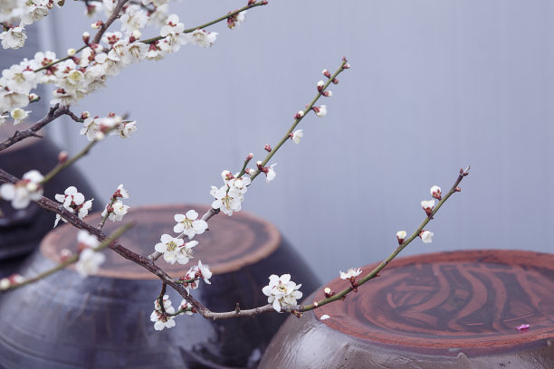 梅花开在坛子上图片下载