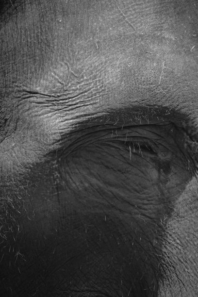 大象的眼睛哭图片下载