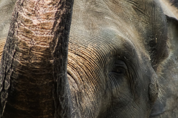 大象的眼睛哭图片下载