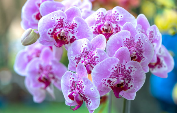 蝴蝶兰花在春天盛开，点缀着大自然的美丽图片下载