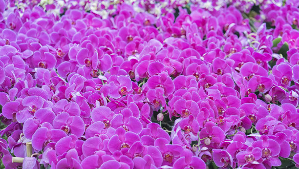 春青花绽放，点缀自然之美。图片下载