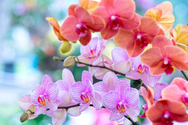 蝴蝶兰花在春天盛开，点缀着大自然的美丽图片下载