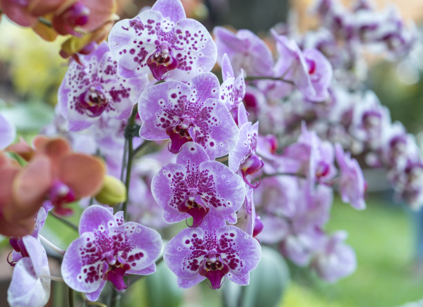 蝴蝶兰花在春天盛开，点缀着大自然的美丽图片下载