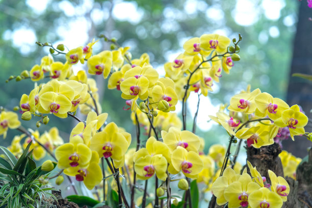 蝴蝶兰花在春天盛开，点缀着大自然的美丽图片下载