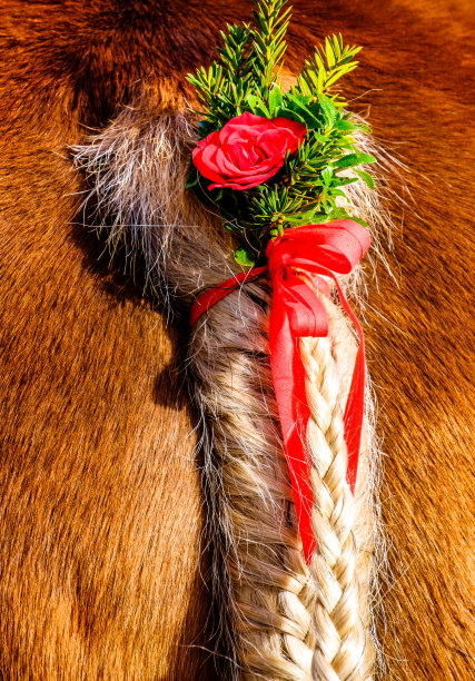 装饰的辫子图片下载