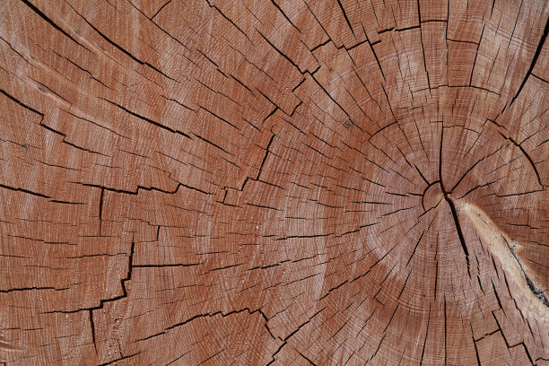 树木年轮木塔斯马尼亚谷粒横截面休恩松图片下载