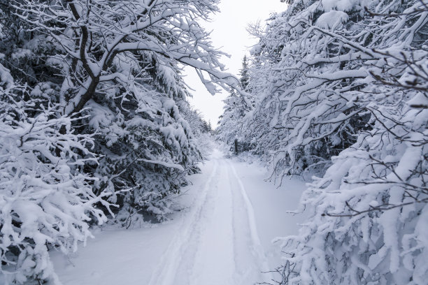 北方森林冬天的景象与刚刚落下的雪。素材图片