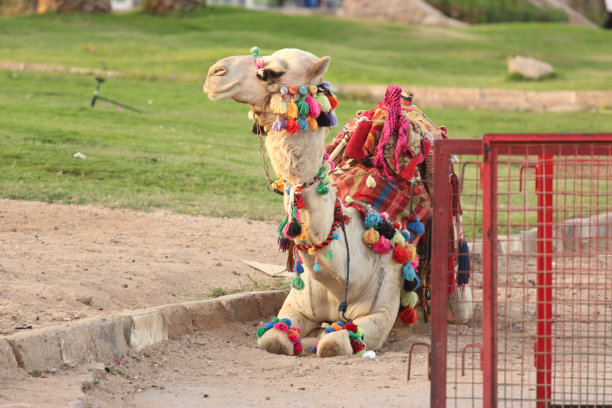 路边的骆驼图片下载