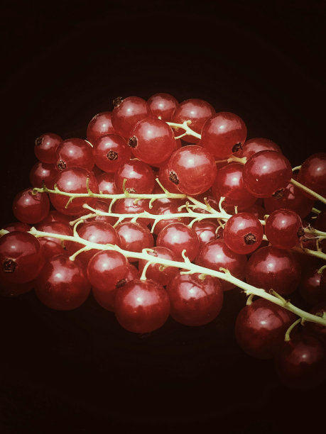 红醋栗图片下载