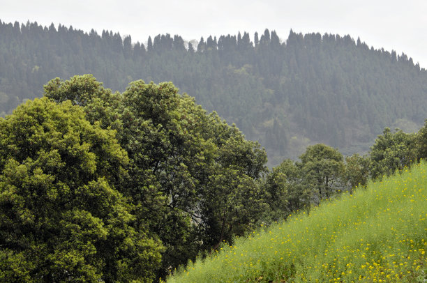 油菜田和山脉素材图片