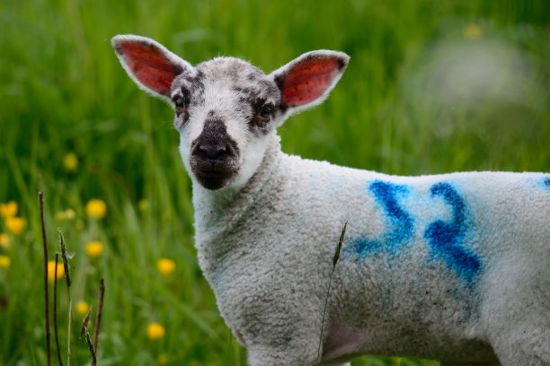 新生的羊羔图片下载
