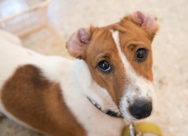 小杰克罗素梗看着相机图片下载