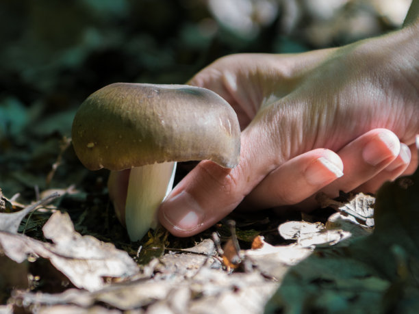 捡蘑菇图片下载