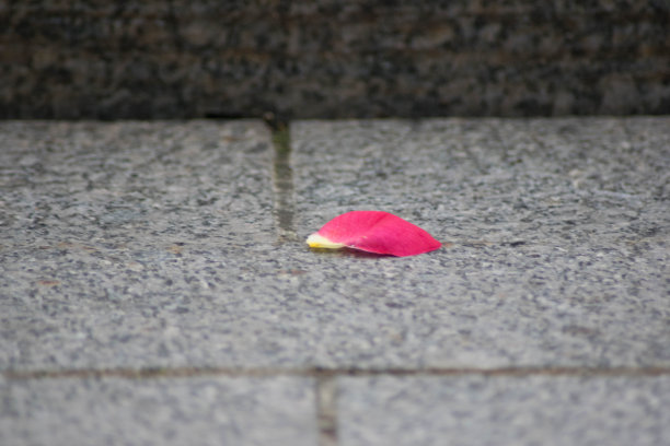 孤独的花瓣图片下载