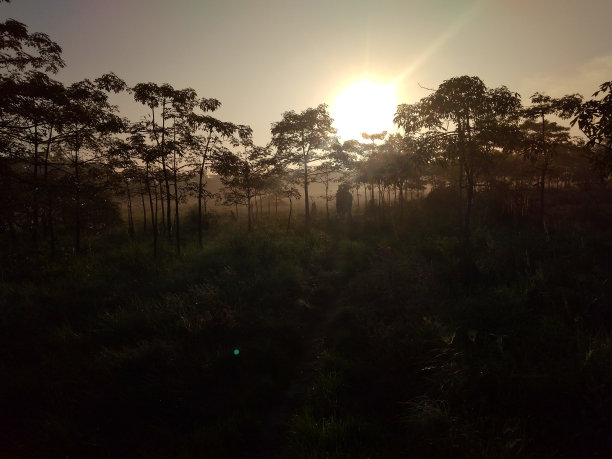 森林的日出图片下载