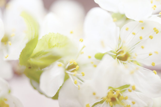 春天的花朵图片下载